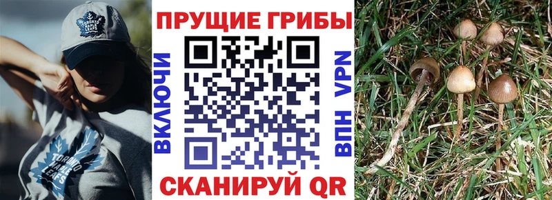 Галлюциногенные грибы Psilocybe  купить   Шацк 